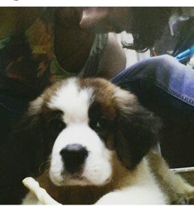 dog